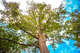 Best Tree Removal  in Garyville, LA