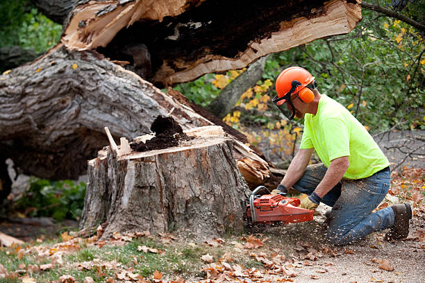 Best Tree Maintenance Programs  in Garyville, LA