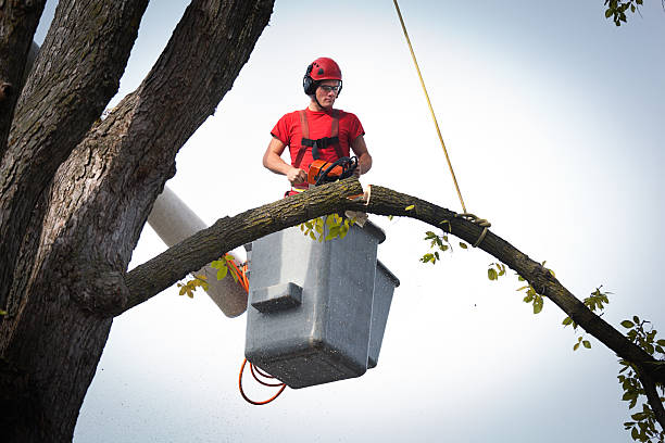 Best Hedge Trimming  in Garyville, LA